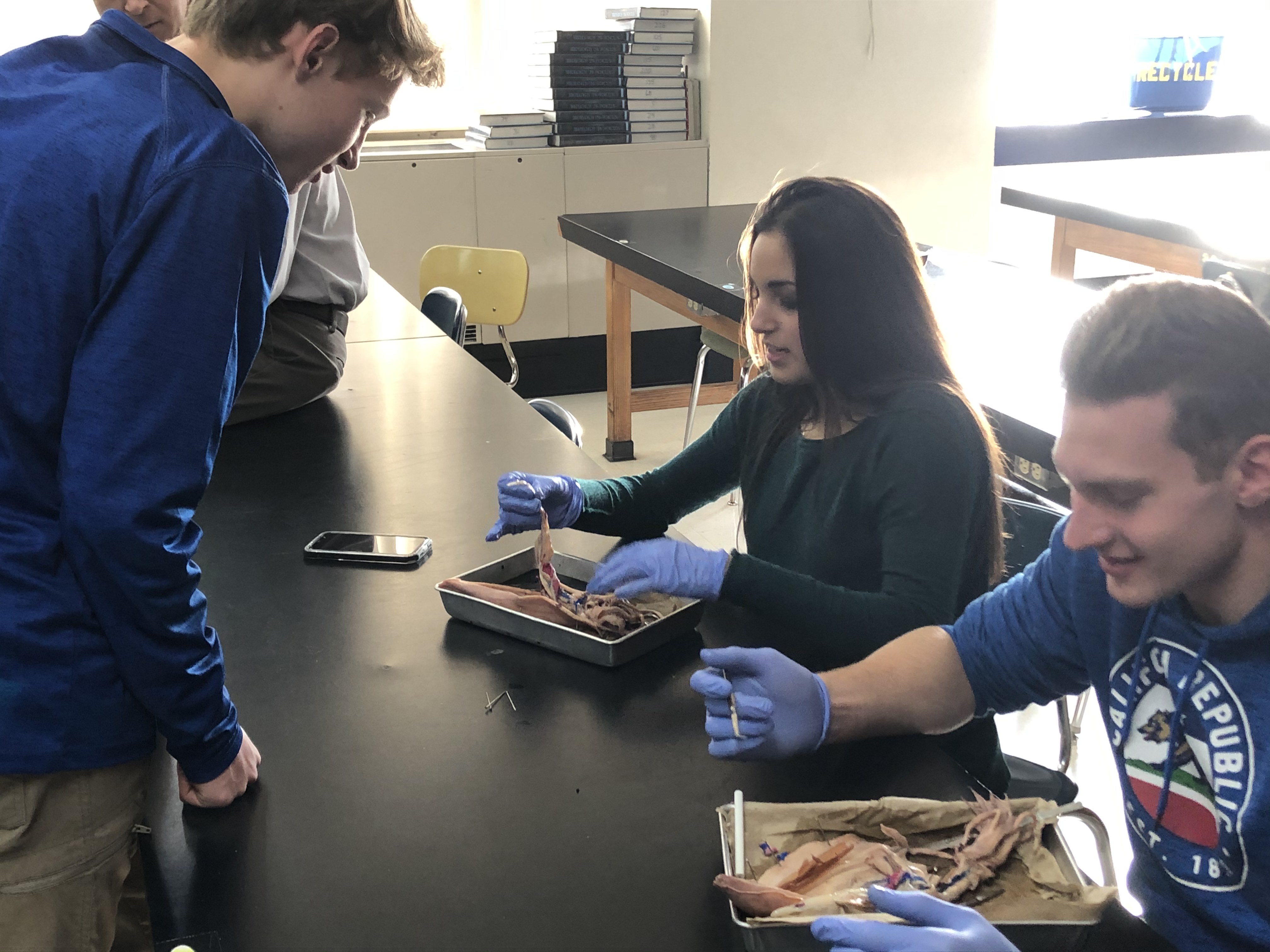 Students dissecting squid